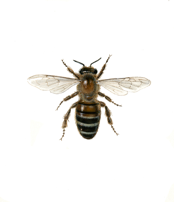 Apis mellifera